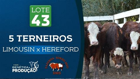 Lote 43 Terneiros Limousin X Hereford 4º Leilão Genética e Produção