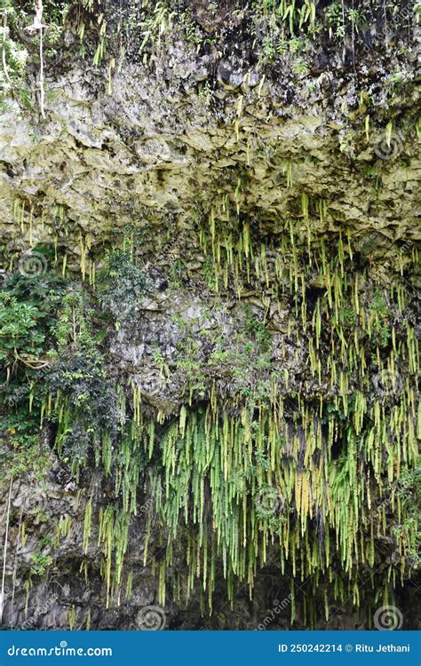 Fern Grotto At Wailua River State Park On Kauai Island In Hawaii Stock