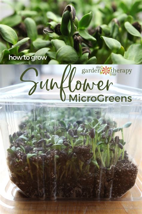 How To Grow Healthy Sunflower Microgreens In 2 Weeks Garden Therapy