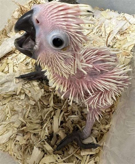 Baby Umbrella Cockatoo