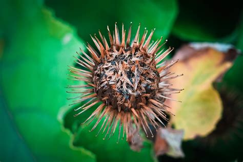 Cardo Planta Naturaleza Foto Gratis En Pixabay Pixabay