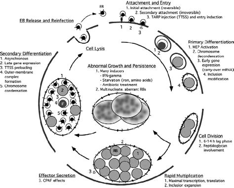 A Schematic Representation Of The Chlamydial Developmental Cycle 9 Download Scientific