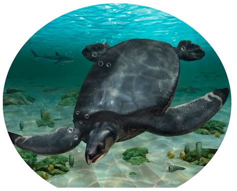 Detect! Newly hatched 54-million-year-old sea turtle recreates ancient
