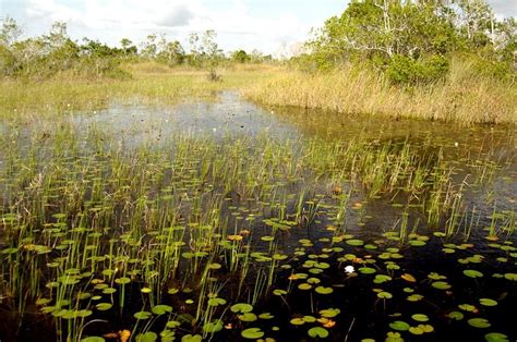 USDA Invests 11 Million In Partnerships To Restore Wetlands Support