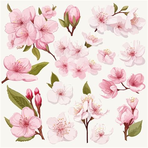 Conjunto de flores de cerezo hojas y pétalos Vector Premium