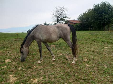Arabska žrebica