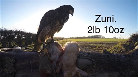 Hunting With Harris Hawk 1st Weekend Jan 2018 Youtube