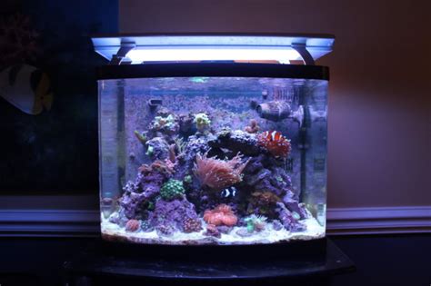 An In Depth Review Of Coralife Biocube Aquarium