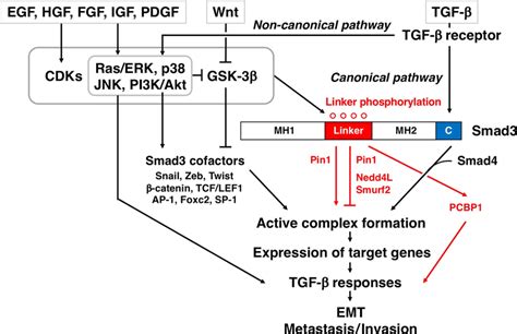 Smad3 Linker Phosphorylation Modulates Transforming Growth Factor‐β