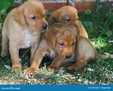 A Group Of Puppies Stock Image Image Of Canine Playful 251861387