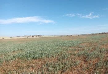 El campo está al borde del desastre por la desesperada situación de