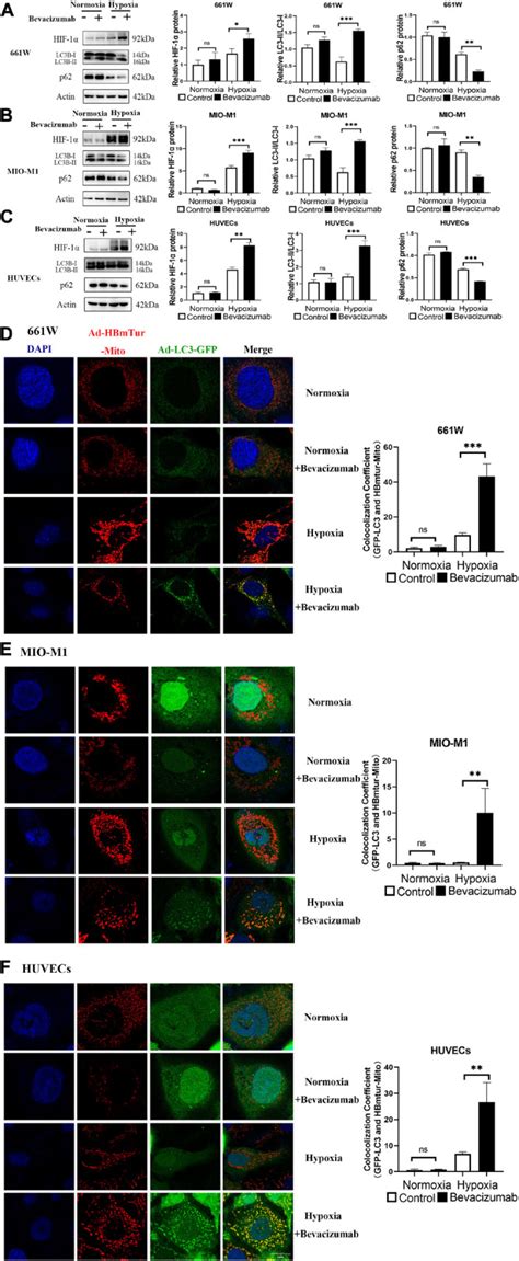 661w Photoreceptor Cell Line Atcc Bioz