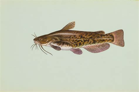 Massachusetts Fish Species - MA Fish Finder