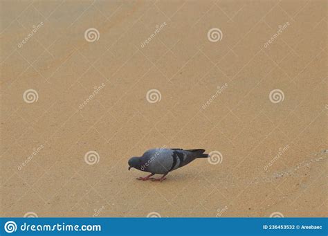 Pomba Na Praia Areia E Fotografia De Close Foto De Stock Imagem De