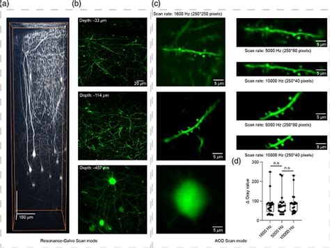 High-Speed Two-Photon Microscopy Captures Rapid Bio Processes In Vivo ...