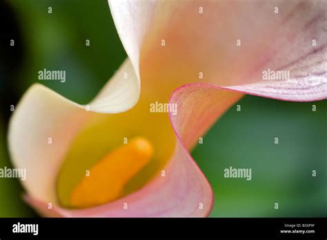 Zantedeschia Sp Hi Res Stock Photography And Images Alamy