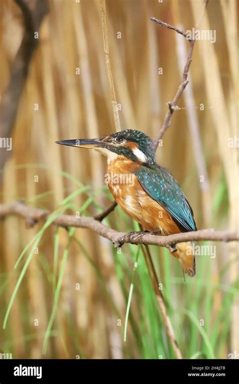 Common Kingfisher Sitting On A Branch Alcedo Atthis Also Known As The