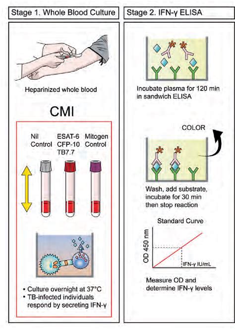 Figure 1 From Interferon Gamma Release Assays For The Diagnosis Of Latent Tuberculosis Infection