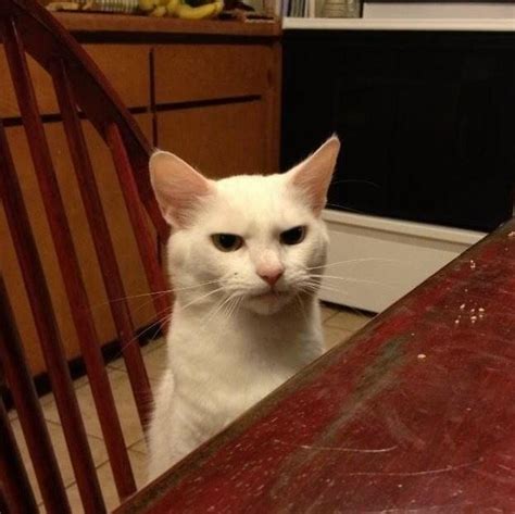 Cat At Dinner Table Meme Template Make Cat At Dinner Memes Or Upload