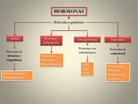 Fisiología Humana Clasificación Química De Las Hormonas