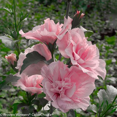 Pink Chiffon® Rose Of Sharon Hibiscus Syriacus Images Proven Winners