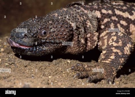 Gila Monster One Of 2 Poisonous Lizards In World Usa Stock Photo Alamy