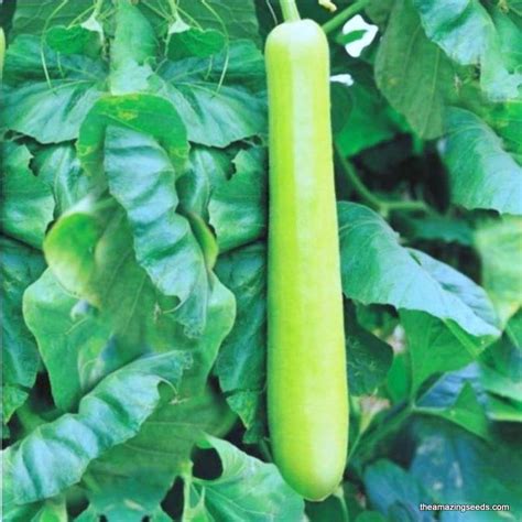 Long Asian Bottle Gourd Dudhi Lauki Seeds Nam Tao Yao Sorakaya See The Amazing Seeds