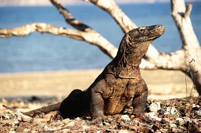 Taman Nasional Komodo | MULTI INFO