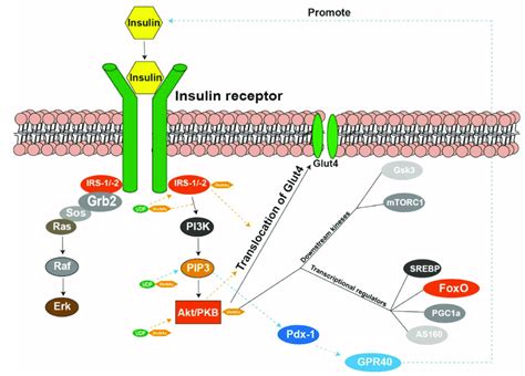 Schematic Representation Of The O Glcnacylation Pathway Contributing To