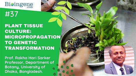 Plant Tissue Culture Micropropagation To Genetic Transformation Youtube