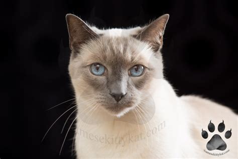 Blue Point vs. Lilac Point Siamese Cats: 10 Key Differences