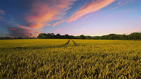 royalty  photo man standing  wheat field pickpik