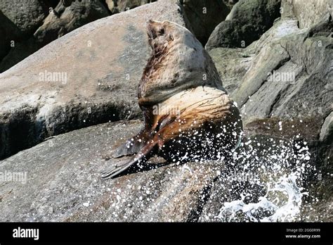 Bull Sea lion on rocky coast Stock Photo - Alamy