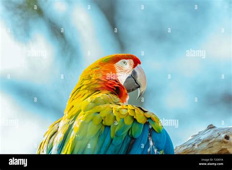 Guacamaya Roja Loros En La Rama Donde Se Posan Borrosa En El Fondo Del Cielo Azul Hermosos