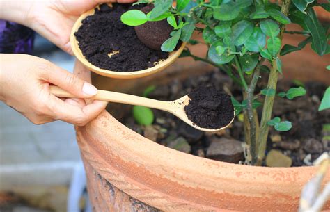 Borra de café como adubo IAO