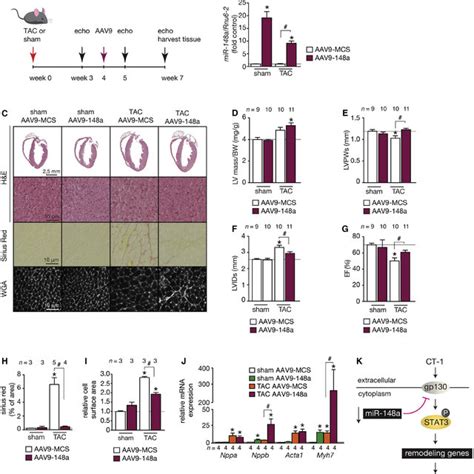 Mir 148a Overexpression Prevents The Transition Of Download