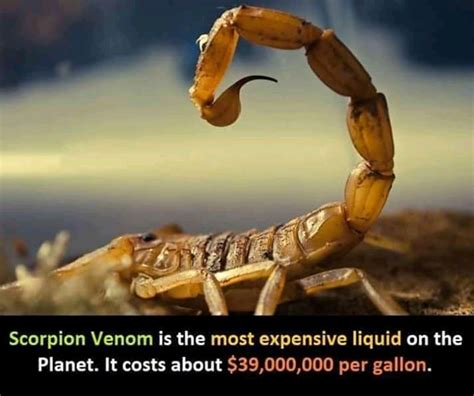 The Venom of a Scorpion: (photos) - Health - Nigeria