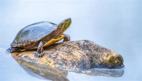 Terrapin Safety - Terrapins.co.uk