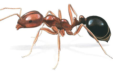 The Red Imported Fire Ant Texas Monthly