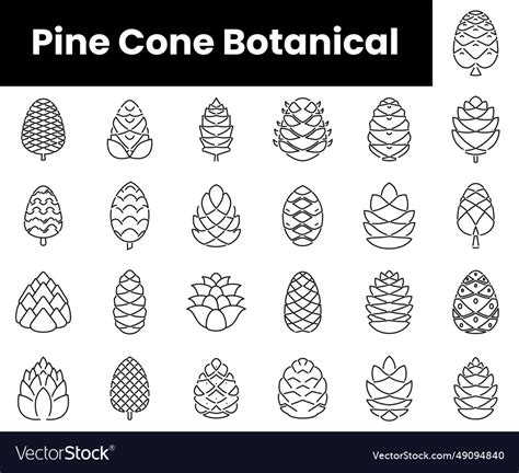 Set Of Outline Pine Cone Botanical Icons Vector Image