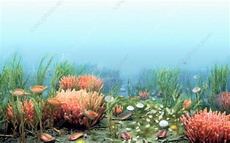 Cambrian Sea Life - Stock Image - C028/5402 - Science Photo Library