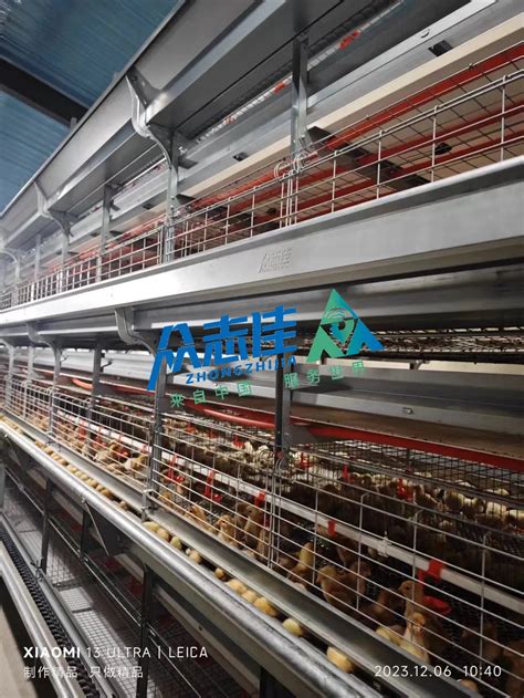 Automatic Electric Battery Poultry Layer Chicken Cages H Type Poultry