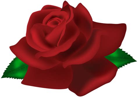 Rose PNG