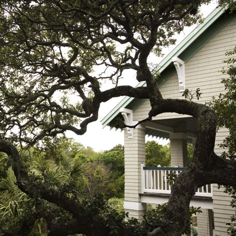 Oak Wilt Treatment A Homeowners Guide Arbor Leaf Tree Care