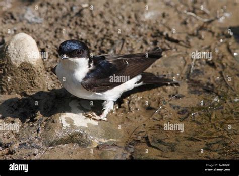House Martin Uk Stock Photo Alamy
