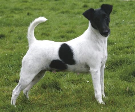 Fox Terrier à Poil Lisse