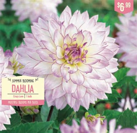 Garden State Bulb Summer Blooming Dahlia Bulbs Crazy Love Ct