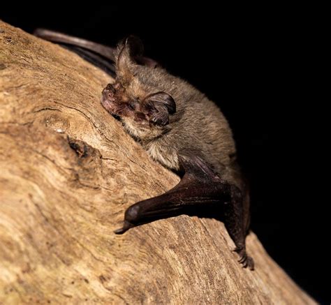 Native Bats Provide Invaluable Service Cobram Courier