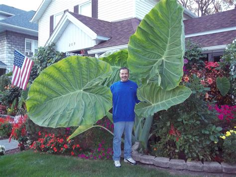 Colocasia Gigantea Grown From Elephant Ear Plant