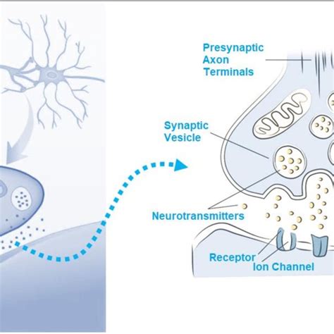 Typical Synaptic Transmission Synaptic Communication Action Potential